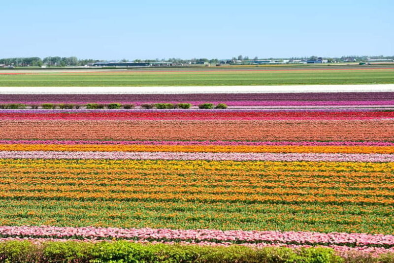 Amsterdam: Keukenhof Gardens Half Day Guided Tour - FAQs