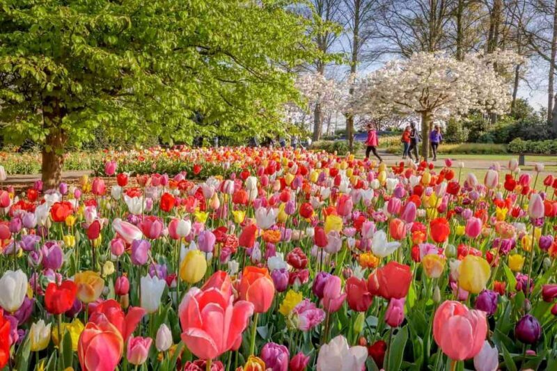 Amsterdam: Keukenhof Gardens & Tulip Fields Private Tour - Starting from Amsterdam: Comfort and Convenience