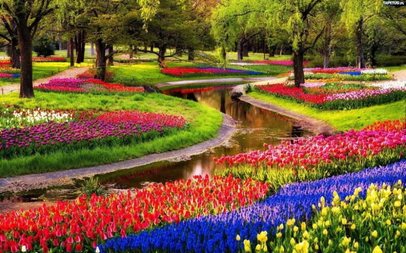 Amsterdam: Keukenhof Gardens & Tulip Fields Private Tour - Visiting Aalsmeer Flower Auction