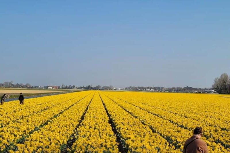 Amsterdam: Keukenhof Tulip Gardens Private Tour - The Experience in Detail