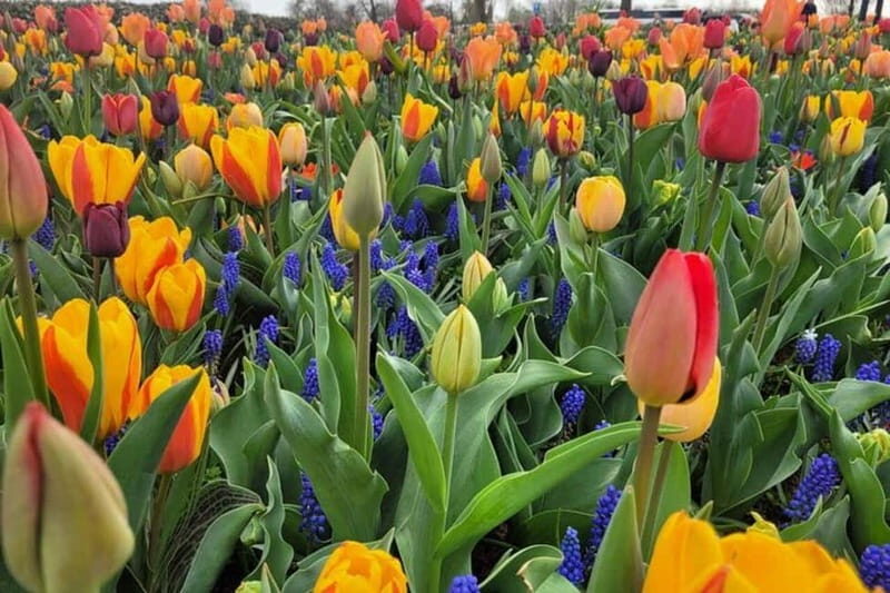 Amsterdam: Keukenhof Tulip Gardens Private Tour - How the Tour Scores on Value