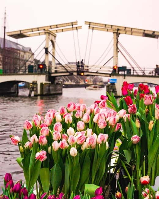 Amsterdam: Premium Tulip Boat Canal Tour - Who Is This Tour Best Suited To?