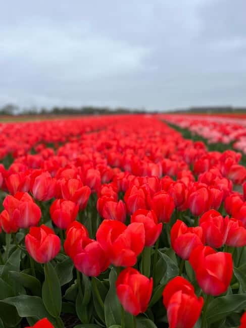 Amsterdam: Private Keukenhof and Free Tulip Tour - An Honest Look at the Tour Experience