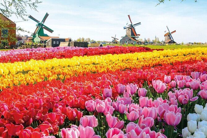 Amsterdam Private Transfer to Keukenhof Gardens - FAQs