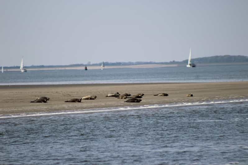 Amsterdam: Seal Safari at Waddensea UNESCO Site - Key Points