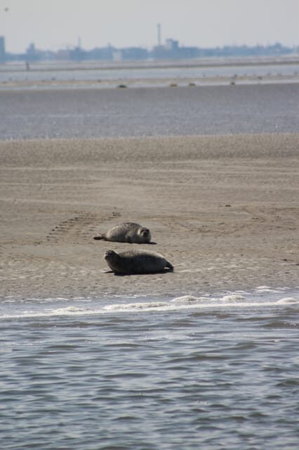 Amsterdam: Seal Safari at Waddensea UNESCO Site - What’s the Tour All About?