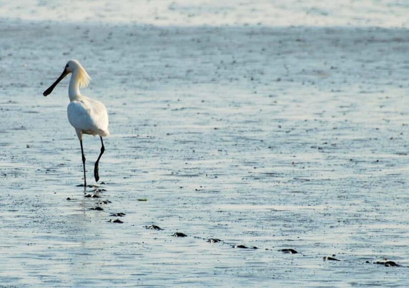 Amsterdam: Seal Safari at Waddensea UNESCO Site - Price and Value