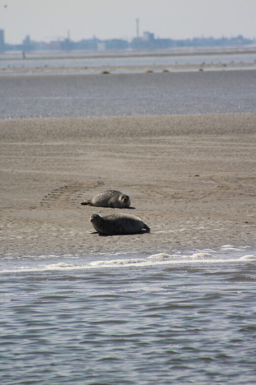 Amsterdam: Seal Safari at Waddensea UNESCO Site - The Real Experience: What Travelers Say