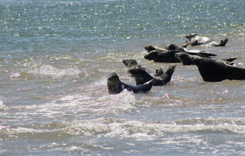 Amsterdam: Seal Safari at Waddensea UNESCO Site - Who Should Consider This Tour?
