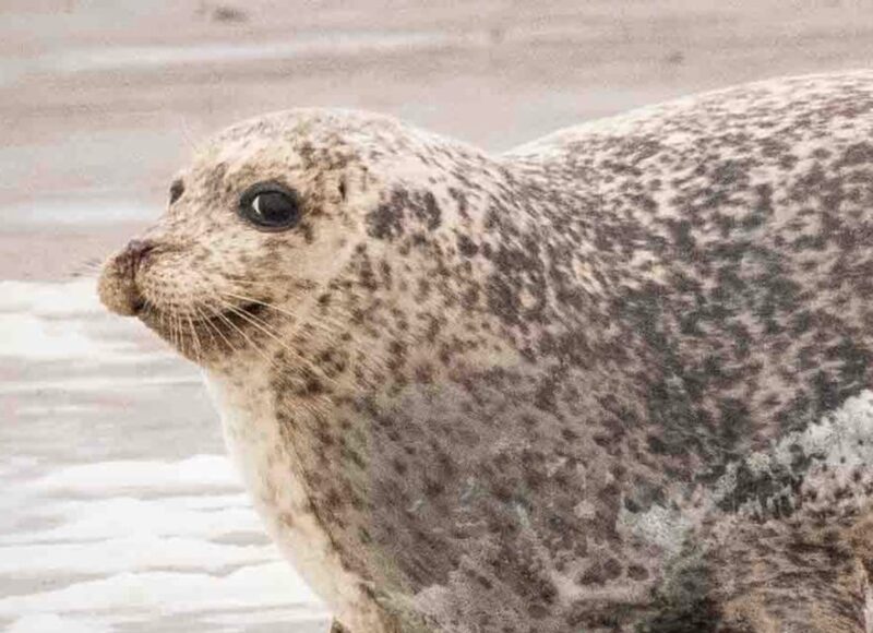 Amsterdam: Seal Safari at Waddensea UNESCO Site - FAQs