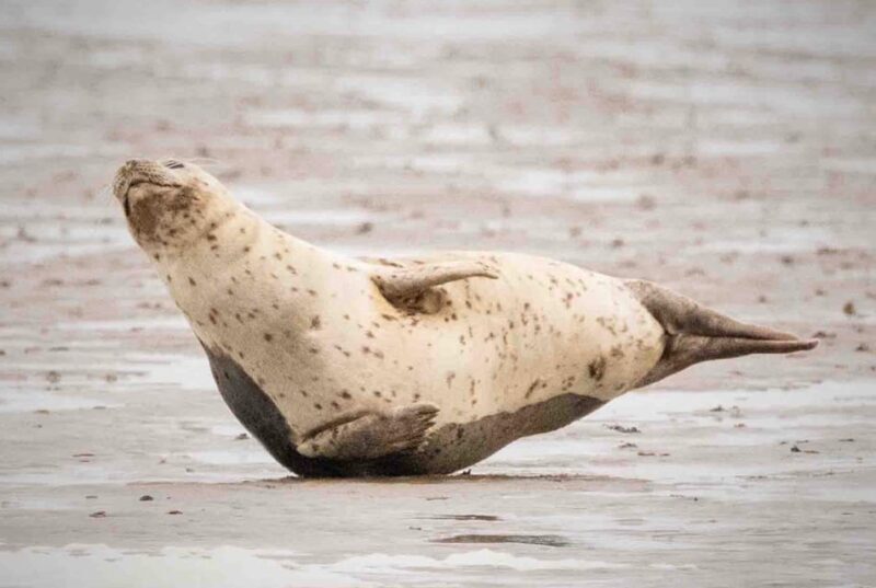Amsterdam: Seal Safari at Waddensea UNESCO Site - Final Thoughts