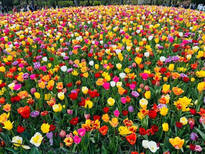 Amsterdam to Keukenhof & Zaanseschans: Private Tour - Key Points