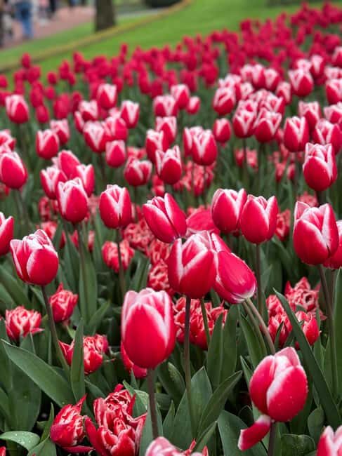 Amsterdam to Keukenhof & Zaanseschans: Private Tour - FAQ