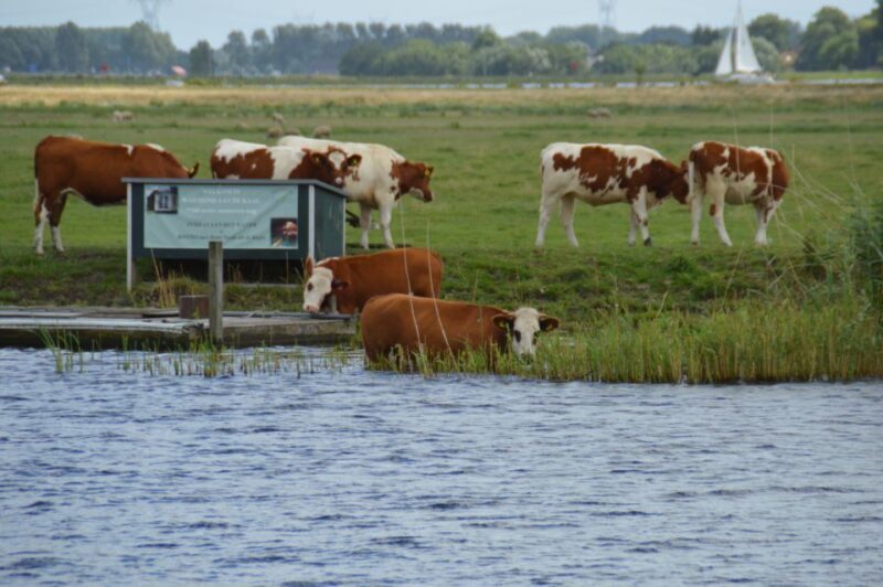 Amsterdam: Tour to Keukenhof Gardens with Windmill Cruise - Final Thoughts: Who Should Consider This Tour?