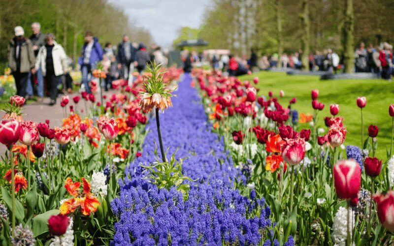 Amsterdam: Tour to Keukenhof Gardens with Windmill Cruise - Frequently Asked Questions