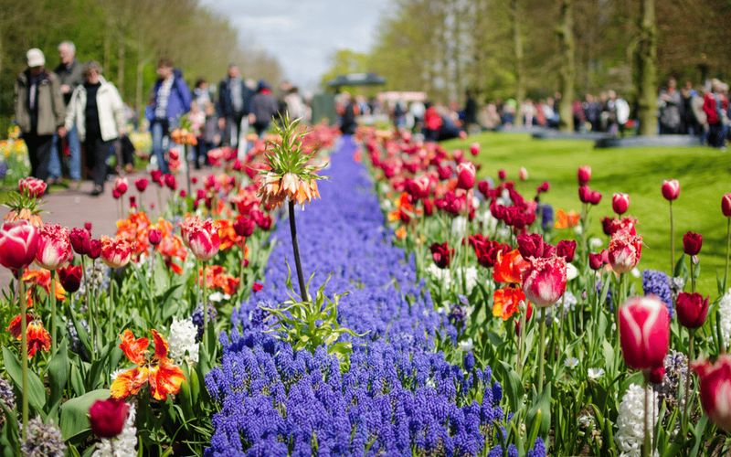 Amsterdam: Tour to Keukenhof Gardens with Windmill Cruise - Busy Gardens: How to Enjoy Keukenhof Without Getting Crushed by the Crowd