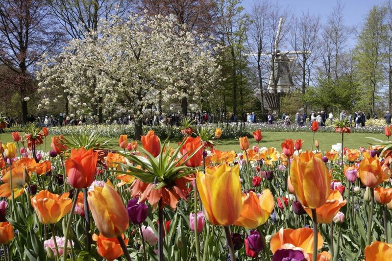 Amsterdam: Tour to Keukenhof Gardens with Windmill Cruise - Food and Drinks: What’s Included and What to Budget For