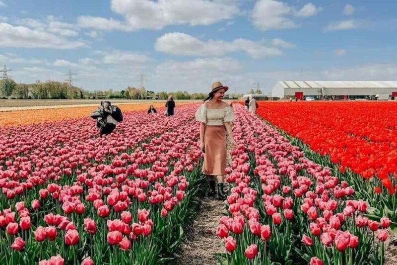 Amsterdam: Tulip Farm Visit, Keukenhof, and Windmill Cruise - Transportation & Logistics