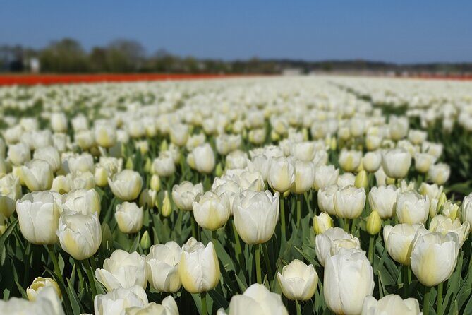 Amsterdam TulipFields of Holland Tour - Getting to Know the Tour: What’s Included and What’s Not