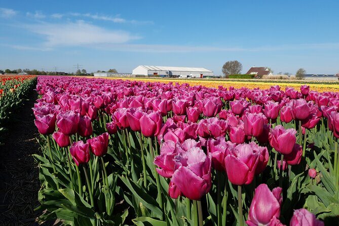 Amsterdam TulipFields of Holland Tour - Is It Worth the Price?