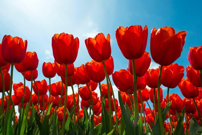 Amsterdam TulipFields of Holland Tour - FAQ