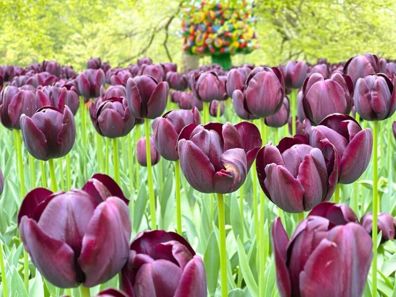 Amsterdam: Tulips & Windmill - Full day PRIVATE tour by car - Key Points