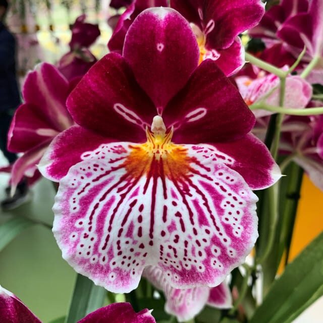 Amsterdam: Tulips & Windmill - Full day PRIVATE tour by car - A Closer Look at What You Can Expect