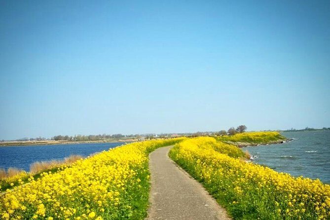Amsterdam's Countryside Half-Day Bike Tour in Small Group - The Experience in Detail