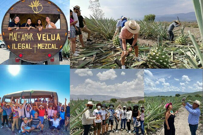 An adventure for the senses: Mezcal, fields and crafts. - Key Points