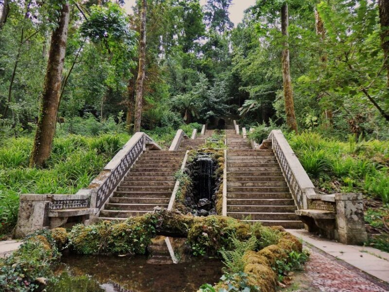 An adventure through the Forest and Palace of Bussaco - Coim - Value for Money