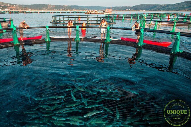 An Unforgettable Day With Fish, Wine and Olive Oil Tasting - The Sum Up