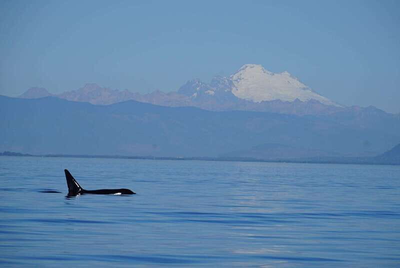 Anacortes: Orca Whales Guaranteed Boat Tour near Seattle - What to Expect on the Tour