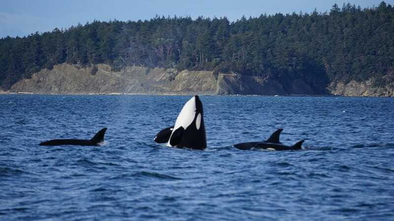 Anacortes: Orca Whales Guaranteed Boat Tour near Seattle - The Sum Up