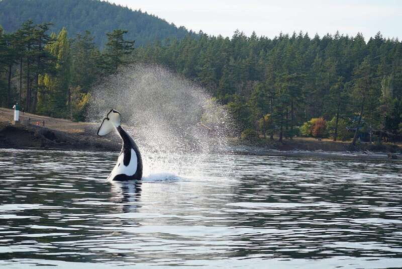 Anacortes: Orca Whales Guaranteed Boat Tour near Seattle - FAQ