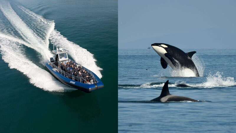 Anacortes: Whale Watching Adventure Tour Near Seattle - The Reviews: What Travelers Are Saying