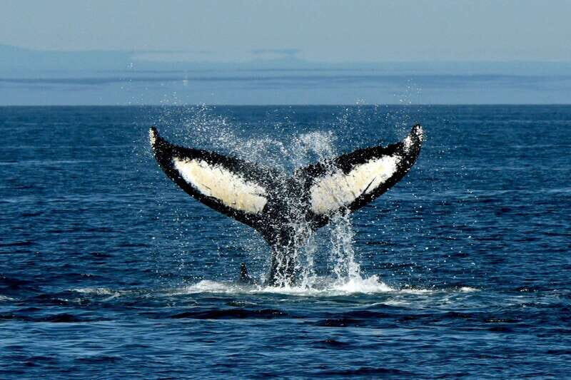 Anacortes: Whale Watching Adventure Tour Near Seattle - Frequently Asked Questions