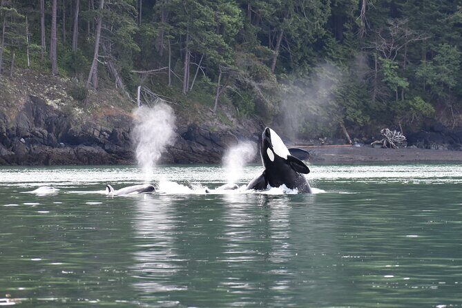 Anacortes Whale Watching Adventure Tour - Zodiac Boat - What Makes This Whale Watching Tour Stand Out?