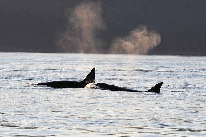 Anacortes Whale Watching Adventure Tour - Zodiac Boat - Value for Money