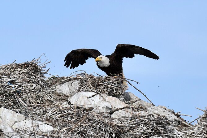Anacortes Whale Watching Adventure Tour - Zodiac Boat - Who Is This Tour Best For?