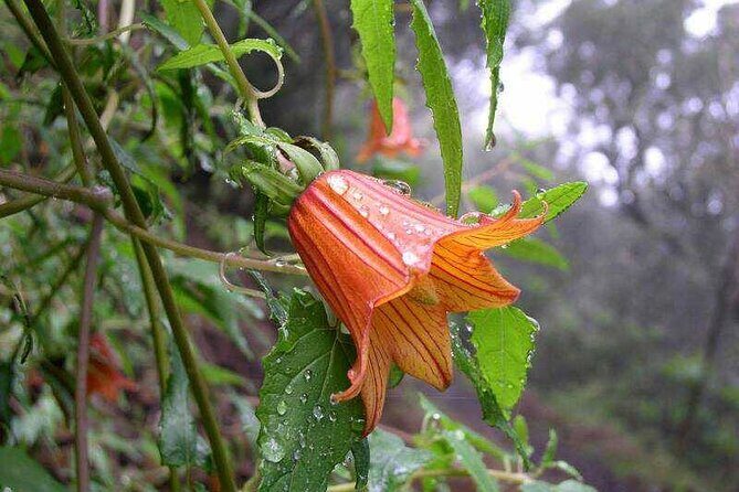 Anaga Total: Adventure between Forests, Summits and Sea. - FAQ