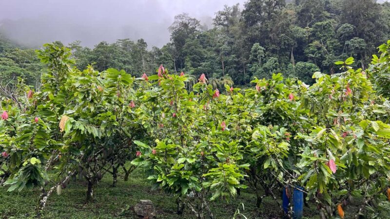 Ancestral Cocoa Tasting in Ronda  Tree to Cup Experience - What is the Cocoa Tree to Cup Experience?