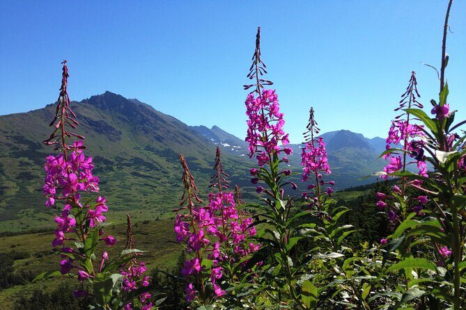 Anchorage to Seward Direct Transfer Tour - The Route and Highlights