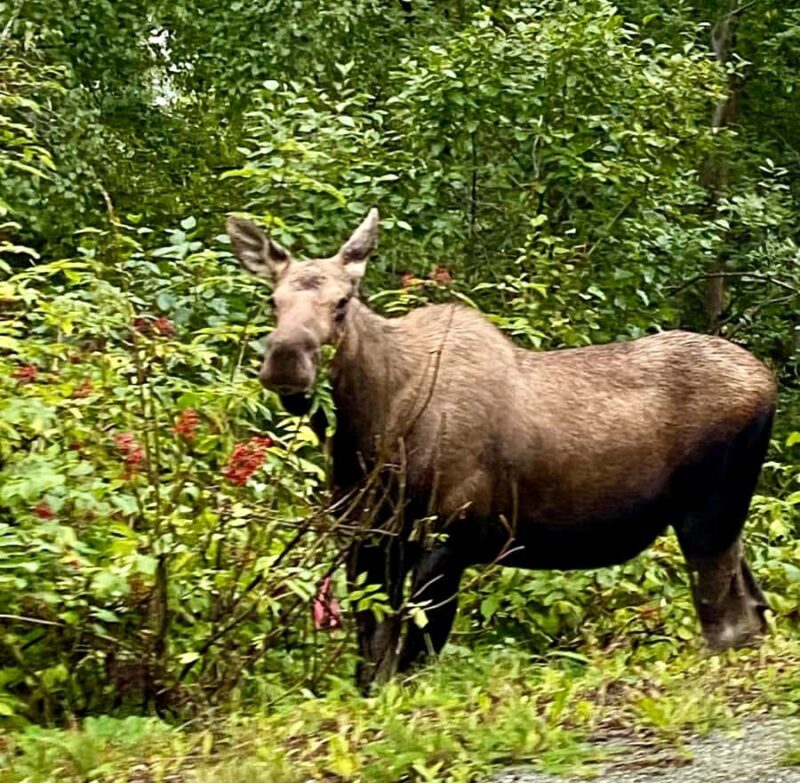 Anchorage: Wildlife Conservation Center & Portage Valley - What is this tour about?
