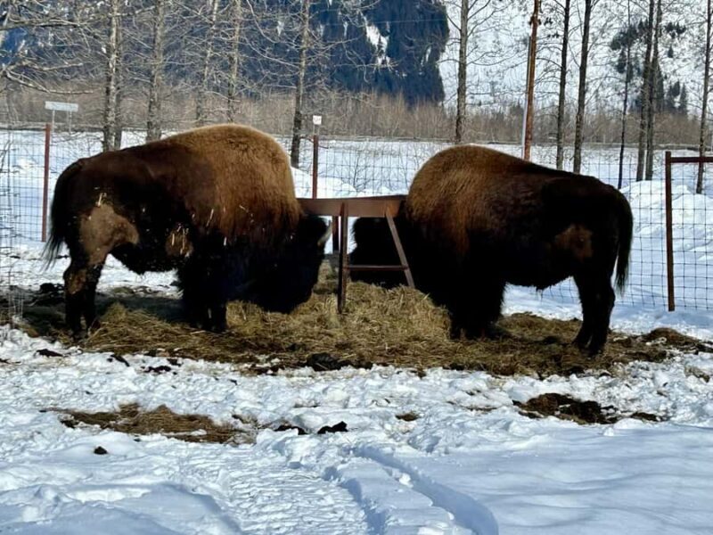 Anchorage: Wildlife Conservation Center & Portage Valley - How does the tour run?