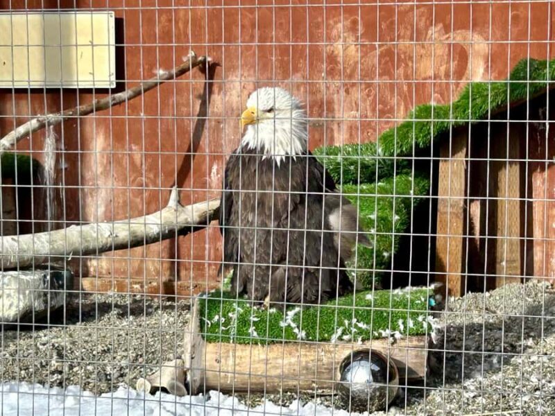 Anchorage: Wildlife Conservation Center & Portage Valley - Who is this tour best for?