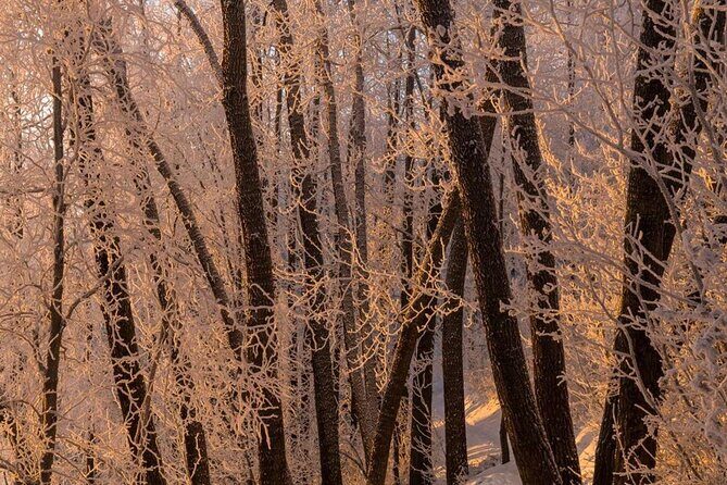 Anchorage Winter Wonderland Photo Tour - FAQs