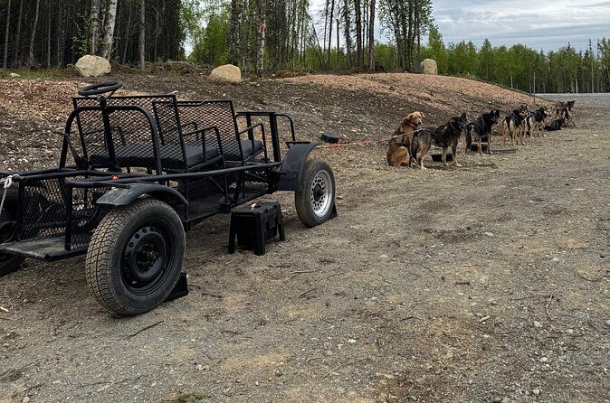 Anchorage's Authentic Dog Sledding Experience - Who Should Consider This Tour?