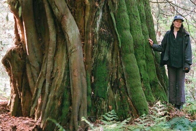 Ancient Trees of Vancouver Walking Tour - Why You’ll Love This Tour