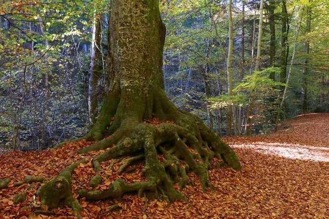 Andechs Monastery Beer Hike Food Experience Private Tour - Lake Ammersee and the Return Routes