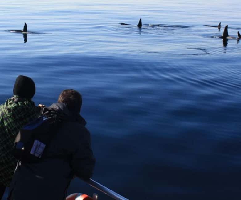 Andenes: Responsible Whale Watching with Classic Catamaran - Exploring the Experience in Detail